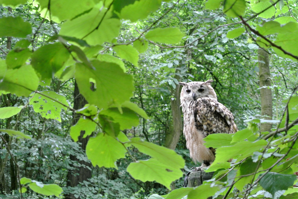 2014 06 28 rutland falconry hawk vs owl 24