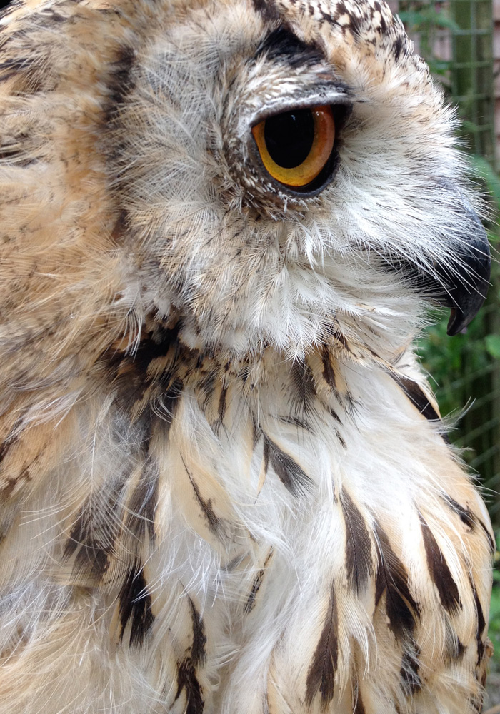 2014 06 28 rutland falconry hawk vs owl 47