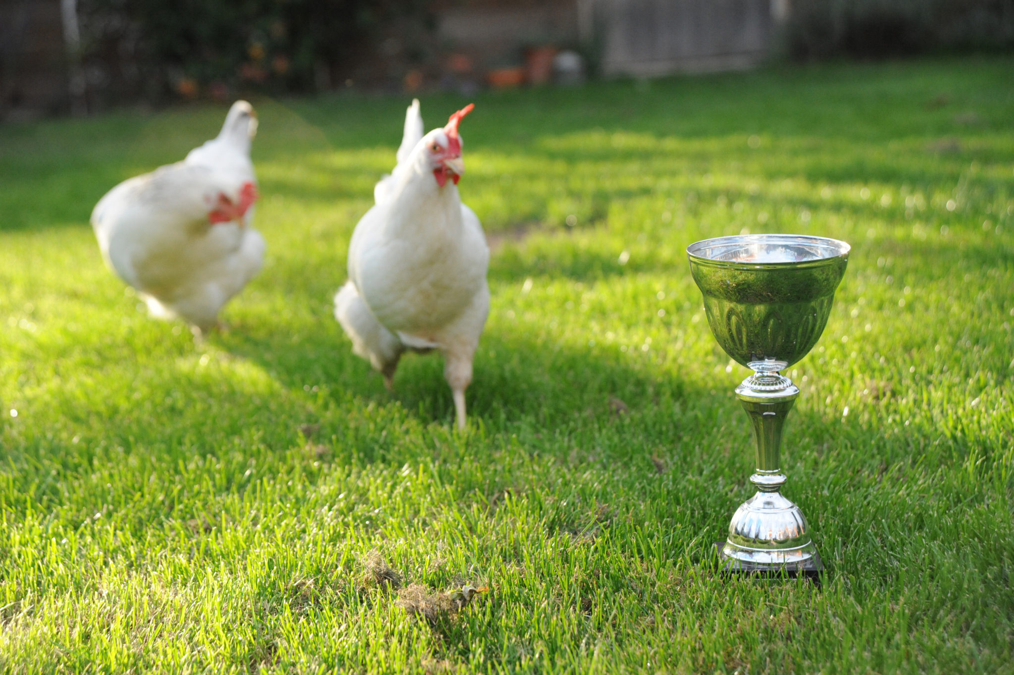 Chickens Win Prizes & So Do I! - I Don't Like Peas