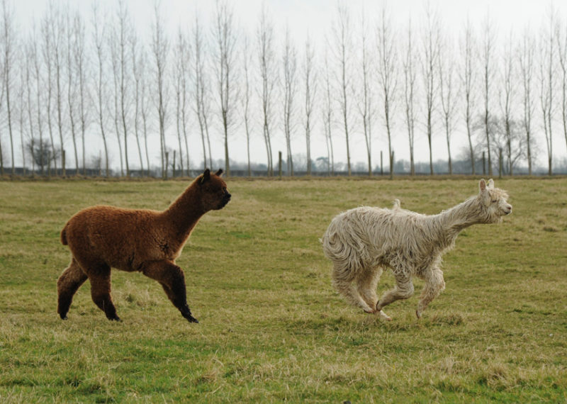 The Alpacas of Houghton Hall I Don't Like Peas