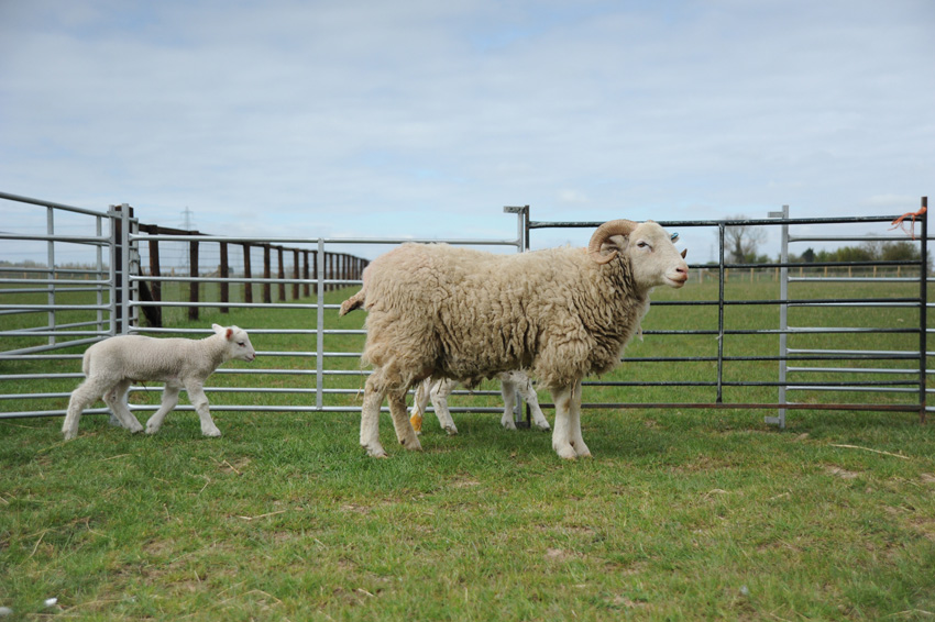 20150422 white faced woodland lambs 15