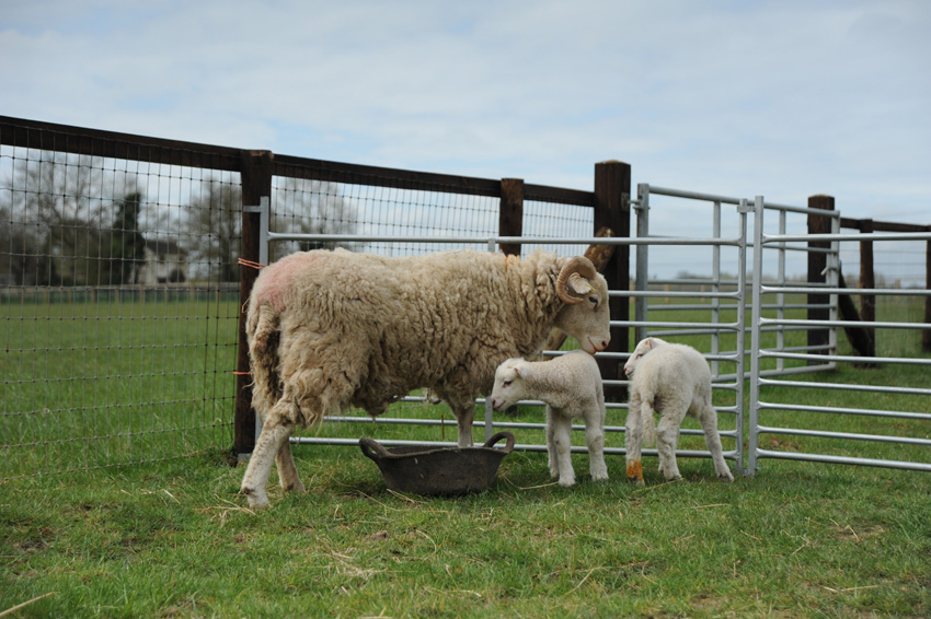 20150422 white faced woodland lambs 24