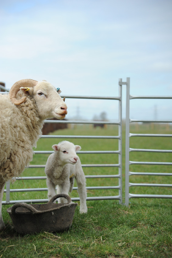20150422 white faced woodland lambs 30