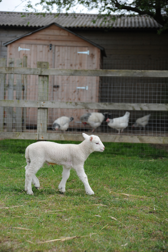 20150422 white faced woodland lambs 39