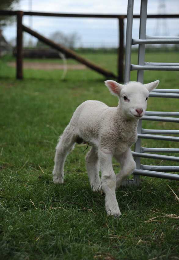 20150422 white faced woodland lambs 42