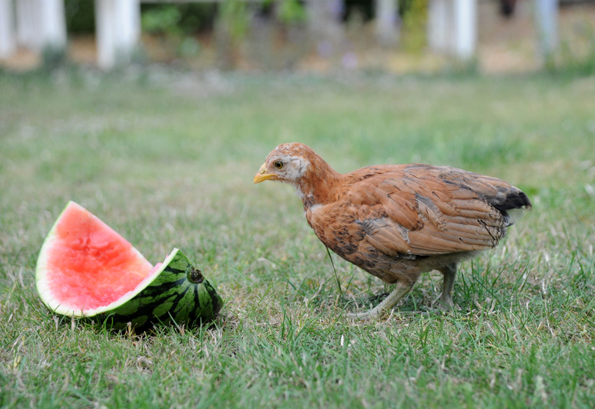2015 07 02 chickens with watermelon 29