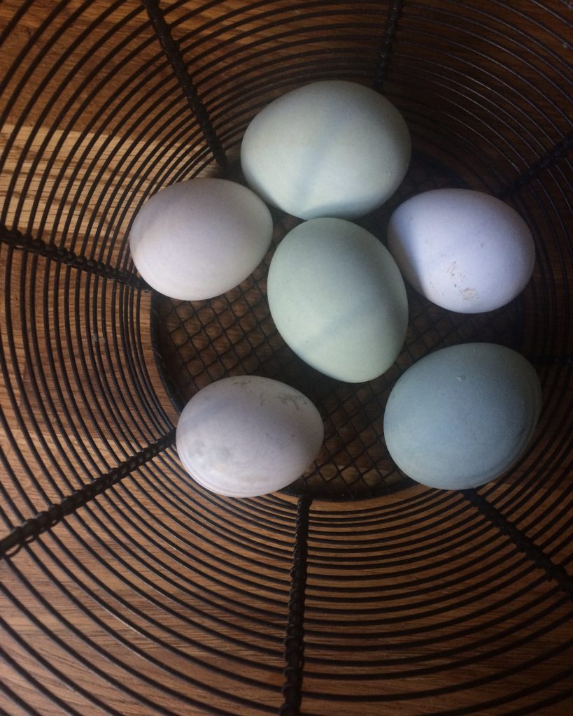 2016 07 31 blue and white eggs
