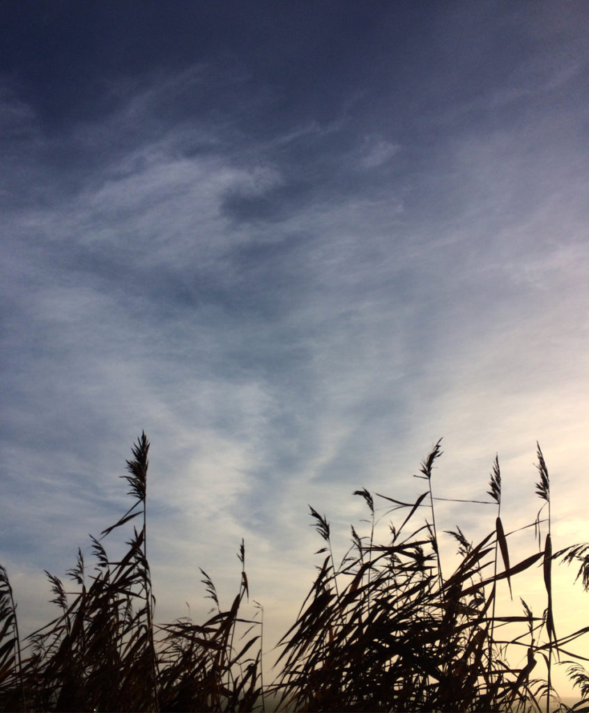 2016-12-12-blue-sky-winter-fen